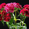 500 MIXED Colors SWEET WILLIAM Dianthus Barbatus Color Mix Red White Pink Bicolor Flower Seeds