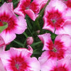 500 MIXED Colors SWEET WILLIAM Dianthus Barbatus Color Mix Red White Pink Bicolor Flower Seeds