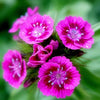 500 MIXED Colors SWEET WILLIAM Dianthus Barbatus Color Mix Red White Pink Bicolor Flower Seeds