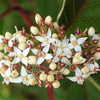 25 FIRE and ICE DOGWOOD Cornus Alba Shrub Tree Variegated Red Bark White Berry & Flower Seeds