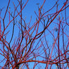 25 FIRE and ICE DOGWOOD Cornus Alba Shrub Tree Variegated Red Bark White Berry & Flower Seeds