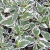25 FIRE and ICE DOGWOOD Cornus Alba Shrub Tree Variegated Red Bark White Berry & Flower Seeds
