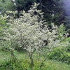 25 FIRE and ICE DOGWOOD Cornus Alba Shrub Tree Variegated Red Bark White Berry & Flower Seeds