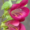10 MIXED DRAGONSNAP VINE Asarina Scandens Climbing Snapdragon Pink Blue Red White Flower Seeds