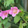 10 MIXED DRAGONSNAP VINE Asarina Scandens Climbing Snapdragon Pink Blue Red White Flower Seeds