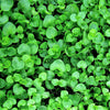 1g 27,500 BULK CORSICAN MINT Mentha Requienii Fragrant Hern Ground Cover Flower 1 Gram Seeds