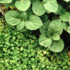 1g 27,500 BULK CORSICAN MINT Mentha Requienii Fragrant Hern Ground Cover Flower 1 Gram Seeds