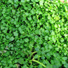 1g 27,500 BULK CORSICAN MINT Mentha Requienii Fragrant Hern Ground Cover Flower 1 Gram Seeds