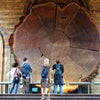 40 GIANT SEQUOIA Sequoiadendron Giganteum Sierra Redwood Tree Seeds