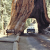 40 GIANT SEQUOIA Sequoiadendron Giganteum Sierra Redwood Tree Seeds