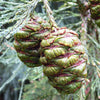 40 GIANT SEQUOIA Sequoiadendron Giganteum Sierra Redwood Tree Seeds