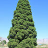 40 GIANT SEQUOIA Sequoiadendron Giganteum Sierra Redwood Tree Seeds