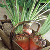 75 Giant Red BEET Mangelwurzel Mangel Mangold Wurzel Mammoth Long Beta Vulgaris Seeds