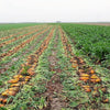 75 Giant Red BEET Mangelwurzel Mangel Mangold Wurzel Mammoth Long Beta Vulgaris Seeds
