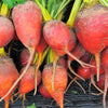 75 Giant Red BEET Mangelwurzel Mangel Mangold Wurzel Mammoth Long Beta Vulgaris Seeds