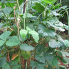 50 IRON CLAY COWPEA Food Plot Forage Vigna Unguiculata Cow Pea Bean Legume Seeds