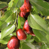 20 ASIAN DATE Jujube Ziziphus Spinosa Common Chinese Tsao Red Fruit Tree Seeds