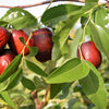 20 ASIAN DATE Jujube Ziziphus Spinosa Common Chinese Tsao Red Fruit Tree Seeds