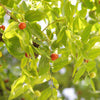20 ASIAN DATE Jujube Ziziphus Spinosa Common Chinese Tsao Red Fruit Tree Seeds
