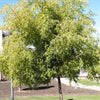 20 ASIAN DATE Jujube Ziziphus Spinosa Common Chinese Tsao Red Fruit Tree Seeds