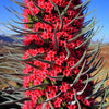25 TOWER OF JEWELS Red Bugloss Echium Wildpretii Ruby Hummingbird Flower Seeds