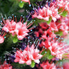 25 TOWER OF JEWELS Red Bugloss Echium Wildpretii Ruby Hummingbird Flower Seeds