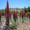 25 TOWER OF JEWELS Red Bugloss Echium Wildpretii Ruby Hummingbird Flower Seeds