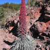 25 TOWER OF JEWELS Red Bugloss Echium Wildpretii Ruby Hummingbird Flower Seeds