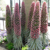 25 TOWER OF JEWELS Red Bugloss Echium Wildpretii Ruby Hummingbird Flower Seeds