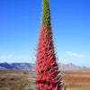 25 TOWER OF JEWELS Red Bugloss Echium Wildpretii Ruby Hummingbird Flower Seeds