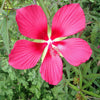 10 Red TEXAS STAR HIBISCUS Coccineus Scarlet Rosemallow Flower Seeds