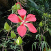 10 Red TEXAS STAR HIBISCUS Coccineus Scarlet Rosemallow Flower Seeds
