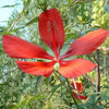 10 Red TEXAS STAR HIBISCUS Coccineus Scarlet Rosemallow Flower Seeds