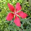 10 Red TEXAS STAR HIBISCUS Coccineus Scarlet Rosemallow Flower Seeds