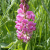 50 PINK SAINFOIN Common Onobrychis Viciifolia Holy Clover Legume Ground Cover Forage Flower Seeds