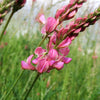 50 PINK SAINFOIN Common Onobrychis Viciifolia Holy Clover Legume Ground Cover Forage Flower Seeds