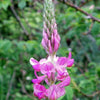 50 PINK SAINFOIN Common Onobrychis Viciifolia Holy Clover Legume Ground Cover Forage Flower Seeds