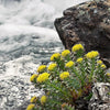 25 ROSEROOT STONECROP Golden Rose Root Sedum Rhodiola Rosea Yellow Succulent Flower Seeds