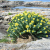 25 ROSEROOT STONECROP Golden Rose Root Sedum Rhodiola Rosea Yellow Succulent Flower Seeds