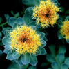 25 ROSEROOT STONECROP Golden Rose Root Sedum Rhodiola Rosea Yellow Succulent Flower Seeds