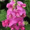 60 Mixed Colors SWEET PEA ROYAL Family Mix Lathyrus Odoratus Flower Vine Seeds