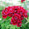 500 MIXED Colors SWEET WILLIAM Dianthus Barbatus Color Mix Red White Pink Bicolor Flower Seeds
