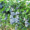 50 Northern HIGHBUSH BLUEBERRY BUSH Vaccinium Fruit Shrub Blue Berry White Flower Seeds
