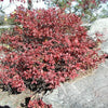 50 Northern HIGHBUSH BLUEBERRY BUSH Vaccinium Fruit Shrub Blue Berry White Flower Seeds
