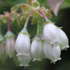 50 Northern HIGHBUSH BLUEBERRY BUSH Vaccinium Fruit Shrub Blue Berry White Flower Seeds
