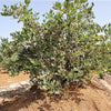 50 Northern HIGHBUSH BLUEBERRY BUSH Vaccinium Fruit Shrub Blue Berry White Flower Seeds