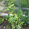 50 Northern HIGHBUSH BLUEBERRY BUSH Vaccinium Fruit Shrub Blue Berry White Flower Seeds
