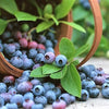 50 Northern HIGHBUSH BLUEBERRY BUSH Vaccinium Fruit Shrub Blue Berry White Flower Seeds