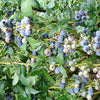 50 Northern HIGHBUSH BLUEBERRY BUSH Vaccinium Fruit Shrub Blue Berry White Flower Seeds