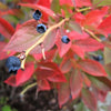 50 Northern HIGHBUSH BLUEBERRY BUSH Vaccinium Fruit Shrub Blue Berry White Flower Seeds